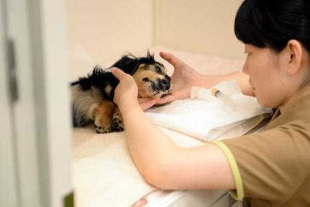 Nursing home for old dogs opens in Japan