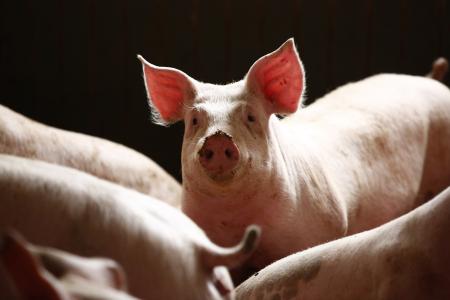 Latvia may declare state of emergency to cope with African swine fever
