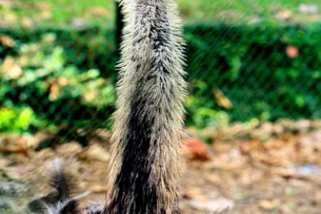 Stray dogs kill 27 rheas in Argentine zoo