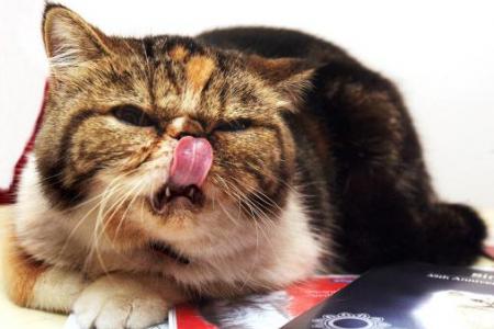Crazed cat terrorises elderly couple in two-day ordeal