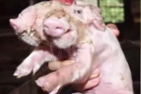 Piglet born with two snouts