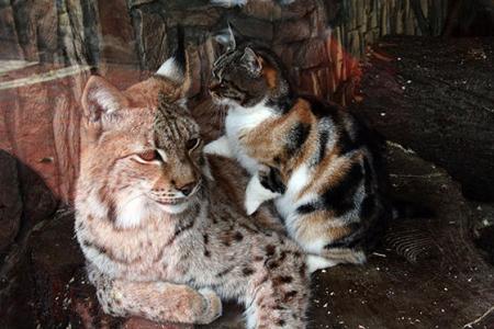 Cat forms unlikely friendship with lynx in zoo