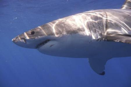 Shark attack survivor: I grabbed it by nose  