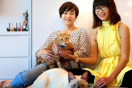 Ex-banker is Cat Welfare Society's CEO