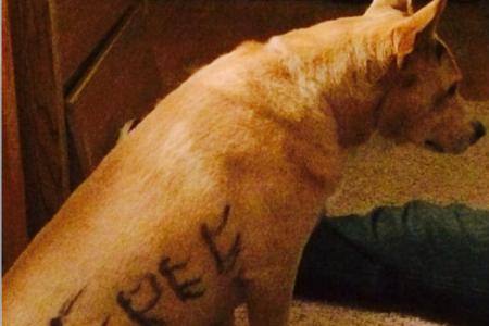 Dog abandoned with "I need a home" scrawled on it