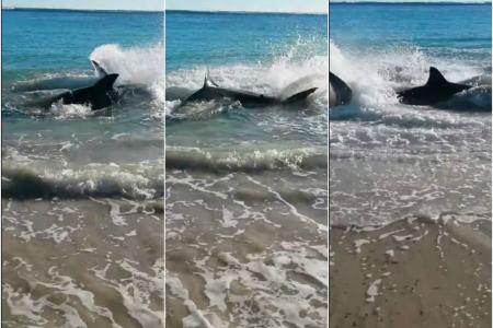 Great White shark chokes and dies on sea lion