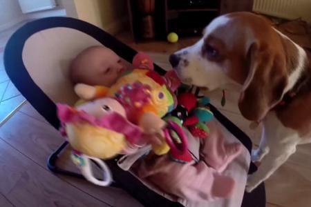 Dog apologises to baby for stealing toy
