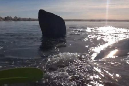VIDEO: Watch as whales cause panic by lifting up a kayak