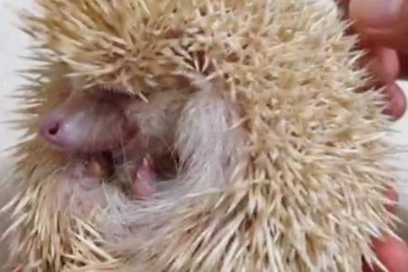 WATCH What happens when hedgehog's tickled pink