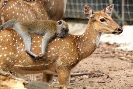 M'sian zoo's 190 wildlife fell to illness, thieves and er, privatisation?