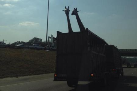 Giraffe dies after striking head against bridge while being taken in open truck