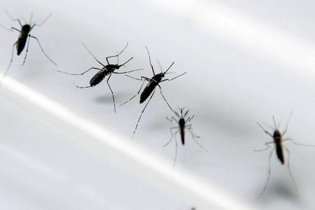 New dengue vaccine not effective enough, says minister