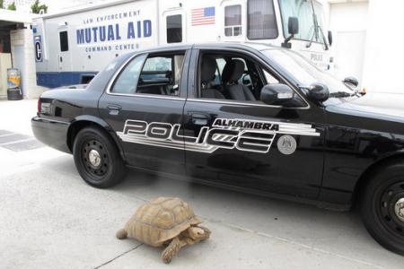 The police were in hot pursuit of this giant tortoise