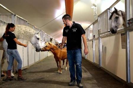 Horse destined for slaughterhouse now a star with Cavalia show