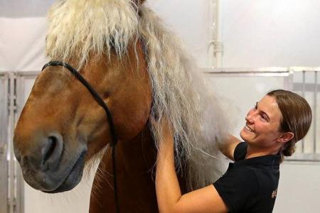 Horse destined for slaughterhouse now a star with Cavalia show