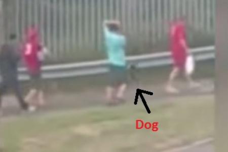 Shocking video: Man swings leashed chihuahua in the air