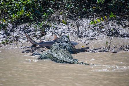 Crocodile battles shark and shows it who's boss