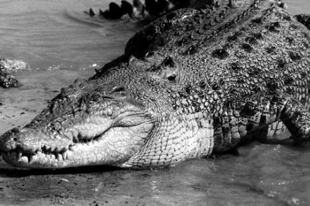Did crocodile eat a 22-year-old man? Police investigating 