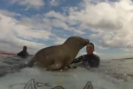 Watch what happens when a baby seal goes surfing