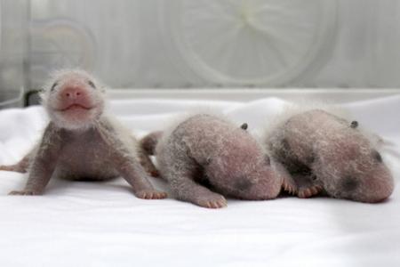 Meet the world's first surviving panda triplets