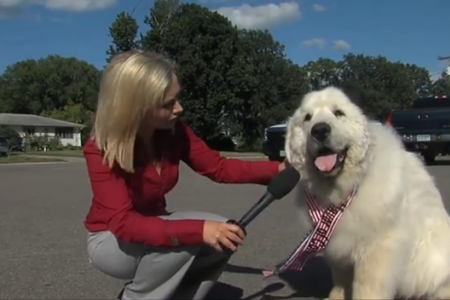 Duke the dog elected new mayor in US town