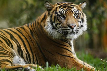 New York bans tiger selfies after dangerous spike in trend