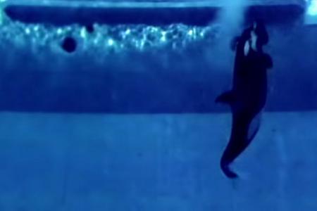 SeaWorld: Fallout from captive killer whales documentary hurt profits