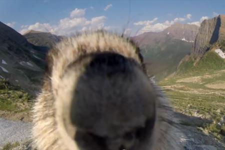 Photobombing marmot takes out Greenpeace glacier cam
