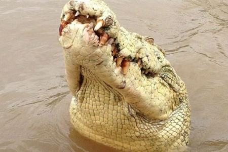 Michael Jackson, the crocodile, shot dead after killing fisherman