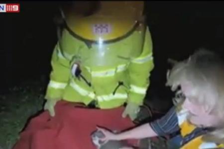 Firefighter saves injured koala with mouth-to-mouth resuscitation
