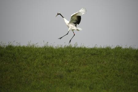 China to relocate 5,000 people to protect 2,000 endangered birds