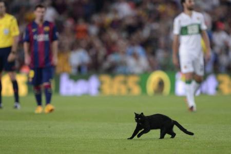 Not your usual pitch invader! Black cat halts play in Barca opener