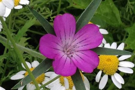 Oops! Girl guides accidentally plant poisonous flowers 