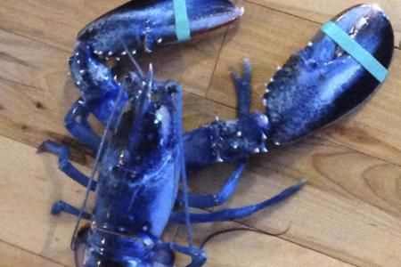 Video: Rare blue lobster caught in US