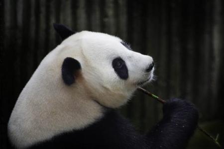 Panda faked being pregnant for extra food