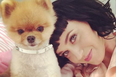 Katy Perry's Dark Horse canine co-star Jiff now holds two Guinness world records