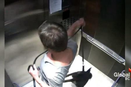 CEO caught on camera abusing dog in lift in Canada