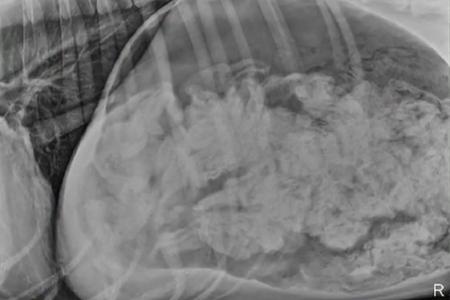 Dog eats 43.5 pairs of socks, the X-rays win $600 in contest
