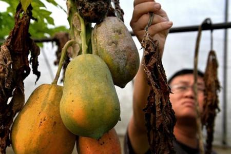 Sweet harvest for S'pore's local fruit growers