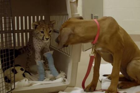 WATCH Puppy best friend helps cheetah cub recover from surgery 