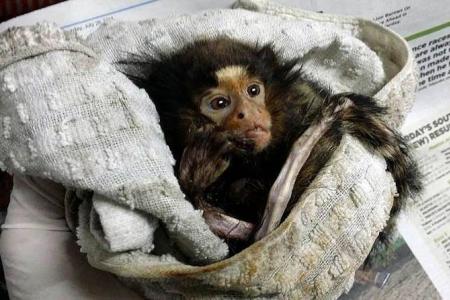 $10,000 reward to find cruel owner of abused, abandoned monkey from Brazil