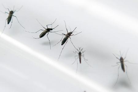 Woman, 81, dies of dengue