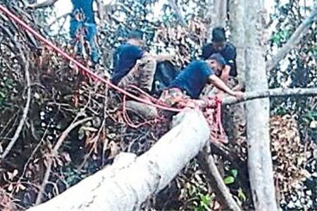 Stuck in a tree in M'sia, paraglider is freed more than two hours later