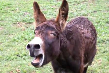Yee-haw! Driver doesn't recall how accident lands him in a field of donkeys