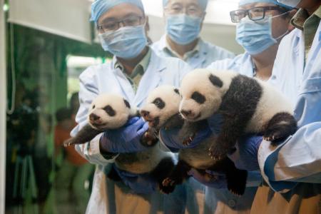 Watch cute panda triplets after they open their eyes for first time