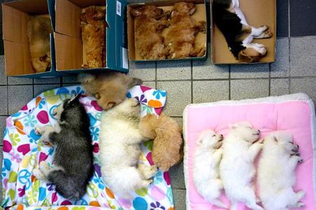Singaporean woman arrested for smuggling puppies