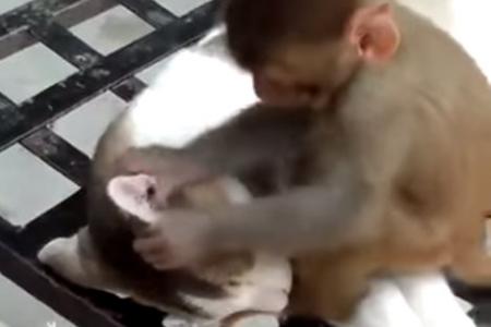 WATCH how cat suffers through unwanted monkey business