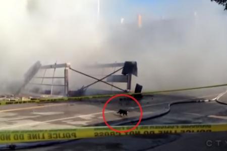 Watch: Cat miraculously escapes burning building unscathed
