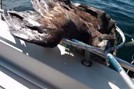 Watch: Floundering bald eagle gets rescued by passing fisherman 