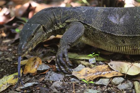 Monitor lizard bites eight-month-old baby, tries to drag her away
